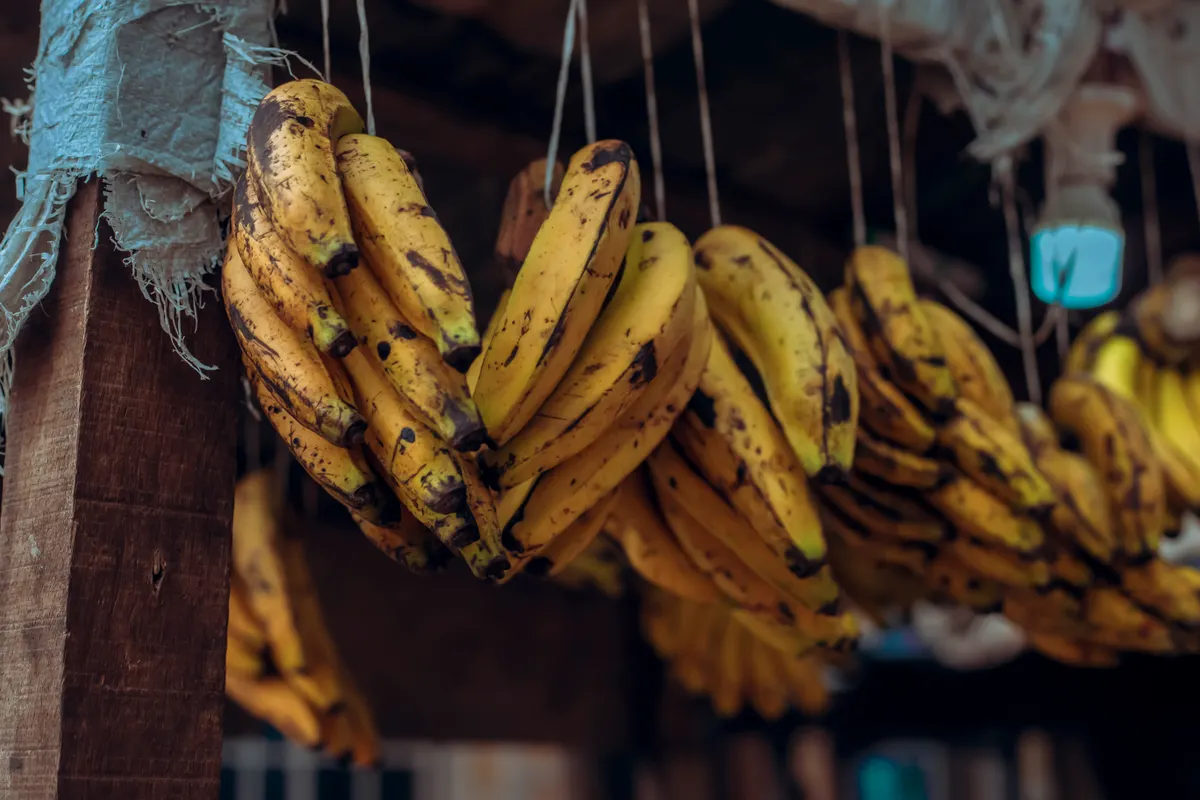 Bananes bien mûres tachetées de brun