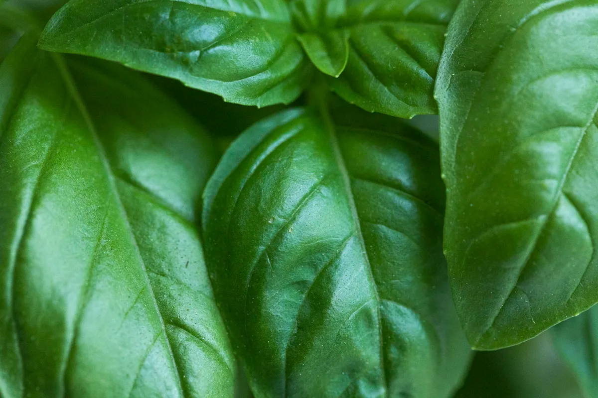 Feuilles de basilic fraîches