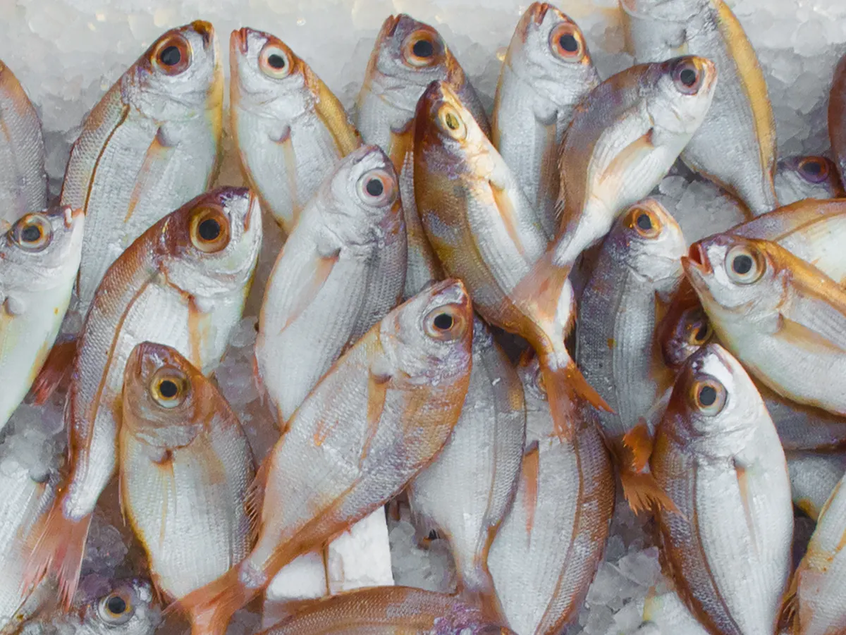 Poissons entiers sur de la glace chez le poissonnier